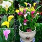 200 PCS Seeds Calla Bonsai Calla Lily Flower Rare Bonsai Flower Plants