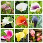 200 PCS Seeds Calla Bonsai Calla Lily Flower Rare Bonsai Flower Plants