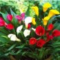 200 PCS Seeds Calla Bonsai Calla Lily Flower Rare Bonsai Flower Plants