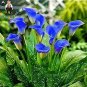 100 PCS Seeds Calla Flower Plants Rare Bonsai Calla Lily Flower Planting (Not Calla Bulbs)
