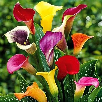 100 PCS Seeds Calla Lily Bonsai Room Flowers Zantedeschia Aethiopica Bonsai