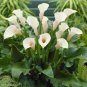 100 PCS Seeds Calla Lily Bonsai Room Flowers Zantedeschia Aethiopica Bonsai