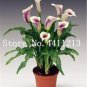 100 PCS Seeds Calla Lily Bonsai Room Flowers Zantedeschia Aethiopica Bonsai