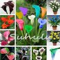100 PCS Seeds Calla Lily Bonsai Room Flowers Zantedeschia Aethiopica Bonsai
