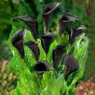 50 PCS Seeds Calla Lily Seeds Black Color