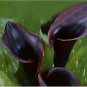 50 PCS Seeds Calla Lily Seeds Black Color