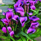 100 PCS Seeds Calla lily seeds perennial potted plant for home & garden decoration