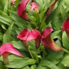 100 PCS Seeds Calla Lily Zantedeschia aethiopica Flower semillas sementes