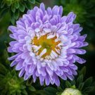 200 PCS Seeds Callistephus Chinensis 200 PCS Seeds Callistephus Chinensis