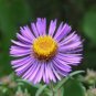 200 PCS Seeds Callistephus Chinensis