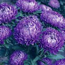 50 PCS Seeds Callistephus chinensis China Aster Duchess Blue Ice Annual 50 PCS Seeds Callistephus chinensis China Aster Duchess Blue Ice Annual