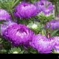 50 PCS Seeds Callistephus chinensis China Aster Duchess Blue Ice Annual