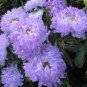 50 PCS Seeds Callistephus chinensis China Aster Duchess Blue Ice Annual