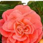 50 PCS Seeds Camellia Flores Seeds Bright Orange Color