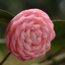 50 PCS Seeds Camellia Flowers Plants 24kinds Color for Chose