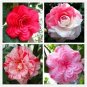 50 PCS Seeds Camellia Flowers Plants 24kinds Color for Chose