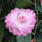 10 PCS Seeds Camellia Flowers Potted Plants 10 PCS Seeds Camellia Flowers Potted Plants