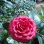 10 PCS Seeds Camellia Flowers Potted Plants