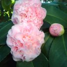 10 PCS Seeds Camellia Flowers Seeds Light Pink Colors 10 PCS Seeds Camellia Flowers Seeds Light Pink Colors