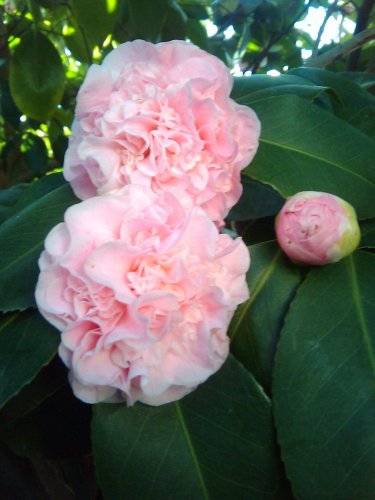 10 PCS Seeds Camellia Flowers Seeds Light Pink Colors