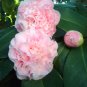 10 PCS Seeds Camellia Flowers Seeds Light Pink Colors