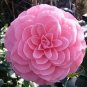 10 PCS Seeds Camellia Flowers Seeds Light Pink Colors