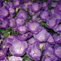 30 PCS Seeds Campanula Punctata Rubriflora BELLFLOWER SPOTTED Flower