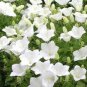 50 PCS Seeds Campanula Rare White Bellflower