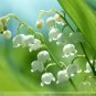 50 PCS Seeds Campanula Rare White Bellflower