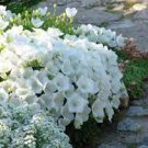 100 PCS Seeds Campanula Rare White Bellflower