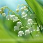 100 PCS Seeds Campanula Rare White Bellflower