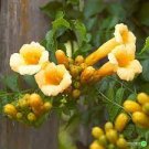10 PCS Seeds Campsis Radicans Yellow Flowers Climbing Vine 10 PCS Seeds Campsis Radicans Yellow Flowers Climbing Vine