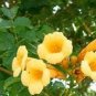 10 PCS Seeds Campsis Radicans Yellow Flowers Climbing Vine