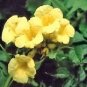 10 PCS Seeds Campsis Radicans Yellow Flowers Climbing Vine