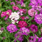 50 PCS Seeds Candytuft Fragrant Iberis Amara Room Flower Bee