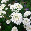 100 PCS Seeds Candytuft Seeds Iberis Sempervirens 'Snowflake' Hardy Perennial Ground Cover
