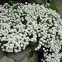 100 PCS Seeds Candytuft Seeds Iberis Sempervirens 'Snowflake' Hardy Perennial Ground Cover