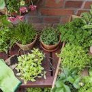 102 PCS Seeds Canna Bonsai, DIY Potted Plants, IndoorOutdoor 102 PCS Seeds Canna Bonsai, DIY Potted Plants, IndoorOutdoor