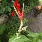 5 PCS Seeds Canna Edulis 5 PCS Seeds Canna Edulis