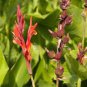 5 PCS Seeds Canna Edulis