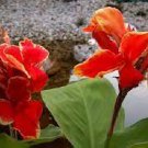 15 PCS Seeds Canna Indica Seeds Fresh Red Double Flowers 15 PCS Seeds Canna Indica Seeds Fresh Red Double Flowers