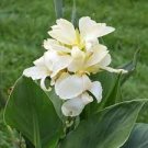 2 PCS Seeds Canna Lily Ermine Tropical House Plant White Flowers