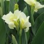 2 PCS Seeds Canna Lily Ermine Tropical House Plant White Flowers