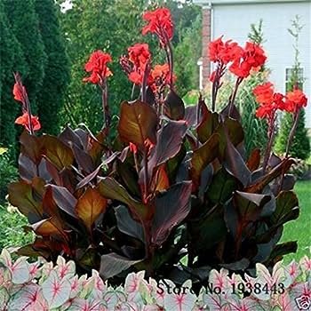 100 PCS Seeds Canna Lily Flore Outdoor Indoor