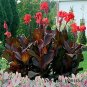 100 PCS Seeds Canna Lily Flore Outdoor Indoor