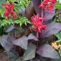 100 PCS Seeds Canna Lily Flore Outdoor Indoor