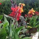 200 PCS Seeds Canna Lily Potted Flower Seeds Yellow Red Colorful Flowers 200 PCS Seeds Canna Lily Potted Flower Seeds Yellow Red Colorful Flowers