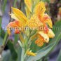 200 PCS Seeds Canna Lily Potted Flower Seeds Yellow Red Colorful Flowers