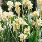 50 PCS Seeds Canna Lily Seeds Gorgeous Lily-like Blossoms in Cream White 50 PCS Seeds Canna Lily Seeds Gorgeous Lily-like Blossoms in Cream White