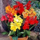 10 PCS Seeds Canna Seeds Plants Indoor Outdoor Pot Flower